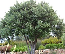 Kiggelaria africana tree - Cape Town 10.jpg