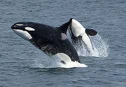 Killerwhales jumping.jpg