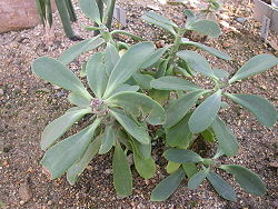 Kleinia amaniensis 1.jpg