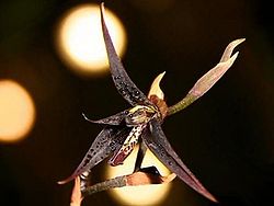 Kraenzlinella anfracta.jpg