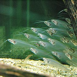 Kryptopterus species.jpg