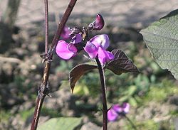 Lablab purpureus flower.jpg