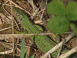 Lacerta viridis02.jpg