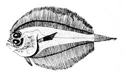 Laeops macrophthalmus.jpg