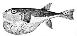 Lagocephalus laevigatus.JPG