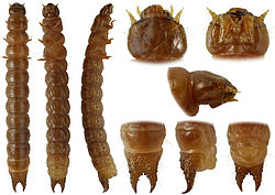 Larva of Meryx rugosa (Coleoptera, Ulodidae).jpg