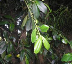 Laurelia sempirverens-hojas.JPG