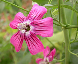 Lavatera assurgentiflora 2005-06-09.jpg