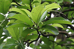 Leaves & Buds I IMG 8416.jpg