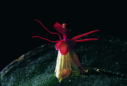 Lepanthes arachnion.jpg