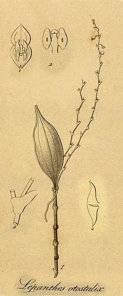 Lepanthes biloba (as L. otostalix) - Cut from Xenia vol 1 pl 49 fig I and 1-4 (1858).jpg