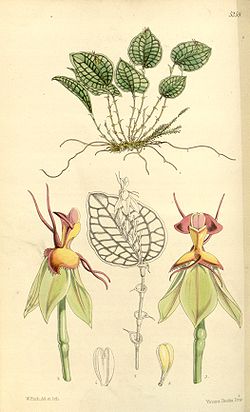 Lepanthes calodictyon - Curtis' 87 (Ser. 3 no. 17) pl. 5259 (1861).jpg