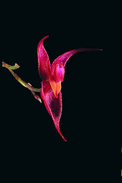 Lepanthes stenosepala.jpg