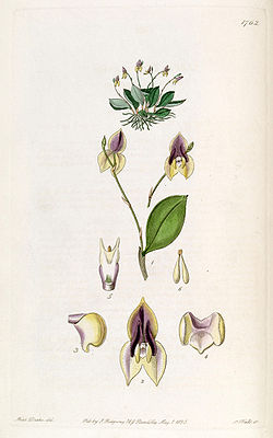 Lepanthes tridentata - Edwards vol 21 pl 1762 (1836).jpg