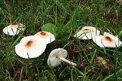 Lepiota crstata 20070819w.JPG