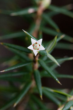 Leptecophylla juniperina Flower.jpg
