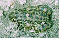Leptodactylus bufonius02.jpg