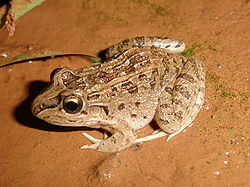 Leptodactylus chaquensis06.jpg