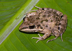 Leptodactylus fragilis01.jpg