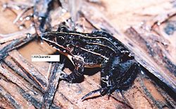 Leptodactylus furnarius02.jpg