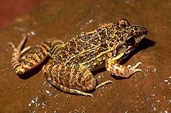 Leptodactylus fuscus01a.jpg