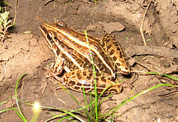 Leptodactylus gracilis01.jpg