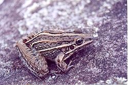 Leptodactylus jolyi.jpg