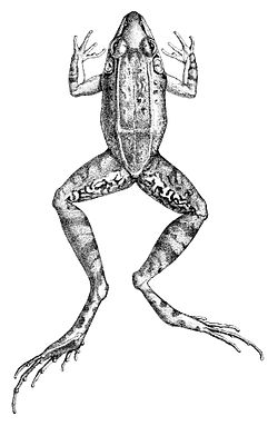 Leptodactylus longirostris (2).jpg