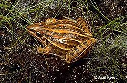 Leptodactylus plaumanni.jpg