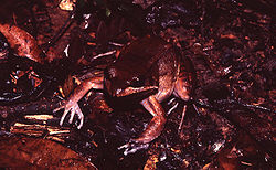 Leptodactylus rhodomystax02.jpg