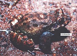 Leptodactylus syphax02.jpg