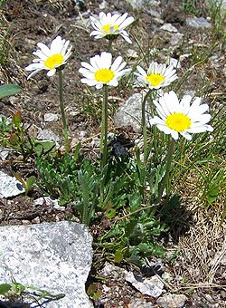 Leucanthemopsis alpina a4.jpg