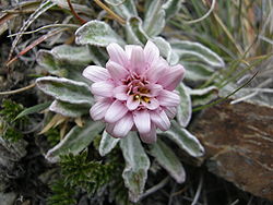 Leucheria hahnii-inflorescence-top.JPG