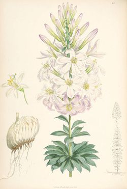 Lilium washingtonianum.jpg