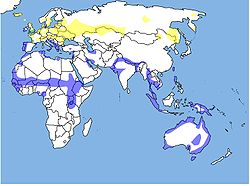 Rango de distribución: invernal en azul, residente en verde y reproductor en amarillo.