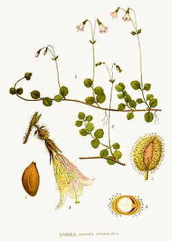 Linnaea borealis by Lindman.jpg
