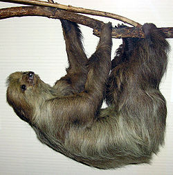Linnaeuss.two-toed.sloth.arp.jpg