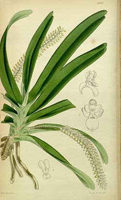 Listrostachys pertusa (as Angraecum pertusum) - Curtis' 80 (Ser. 3 no. 10) pl. 4782 (1854).jpg