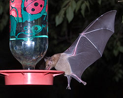 Long-Tongued Bat at hummingbird feeder cropped.jpg