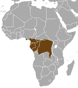 Distribución de la mangosta de nariz larga