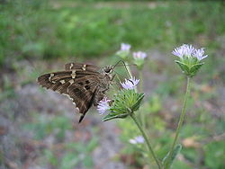 Long-tailed Skipper Butterfly (Urbanus proteus) 1.JPG