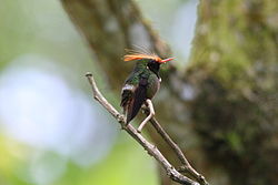Lophornis delattrei -Panama-8a.jpg