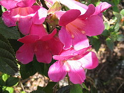 Lophospermum erubescens (Flower).jpg