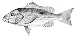 Lutjanus guttatus.jpg