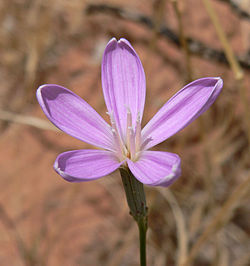 Lygodesmia grandiflora var dianthopsis 6.jpg