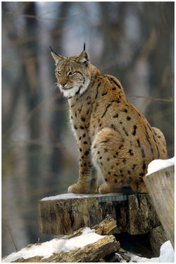 Lynx lynx2.jpg