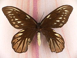 MP - Ornithoptera alexandrae 3.jpg