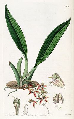 Macradenia lutescens - Edwards v. 21 (1836) pl. 1815.jpg