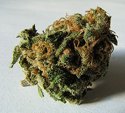 Macro cannabis bud.jpg