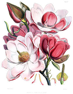 Magnolia campbellii flowers.jpg